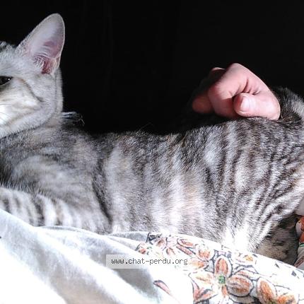 Photo 1/1 Nala Chat perdu à Flers