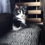 Photo de chat perdu à Liege