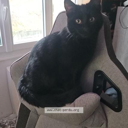Photo 1/1 Nouki Chat perdu à Culhat