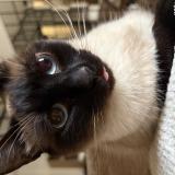 Photo de chat perdu à Ondres