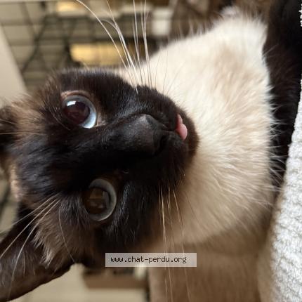 Photo 1/1 Cleo Chat perdu à Ondres