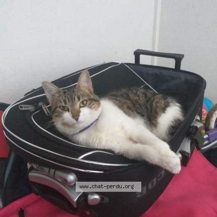 Photo 1/1 Minoucha Chat perdu à Saint cloud