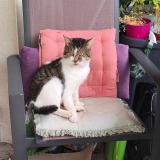 Photo de chat perdu à Mouscron