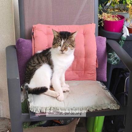 Photo 1/1 Milo Chat perdu à Mouscron