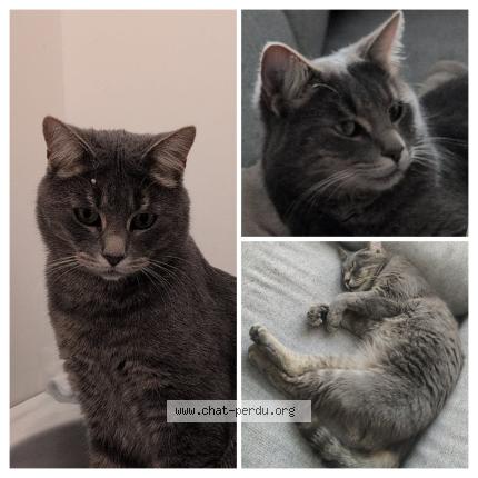 Photo 1/1 Castiel Chat perdu à Eperlecques