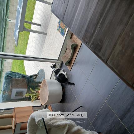 Photo 1/1 Chouchou Chat perdu à Cepet