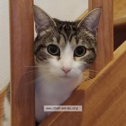 Photo 1/1 Winnie Chat perdu à Mareuil sur lay