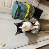 Photo de chat perdu à Pierrelatte