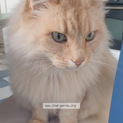 Photo 1/1 Kheops Chat perdu à Plerin