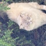 Photo de chat trouvé à Glisolles La Bretonniere