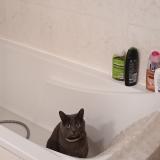 Photo de chat perdu à Montayral