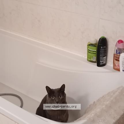 Photo 1/1 Cacahouette Chat perdu à Montayral