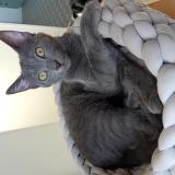 Photo de chat perdu à Luzy