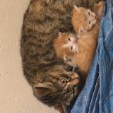 Photo de chat trouvé à Bondy