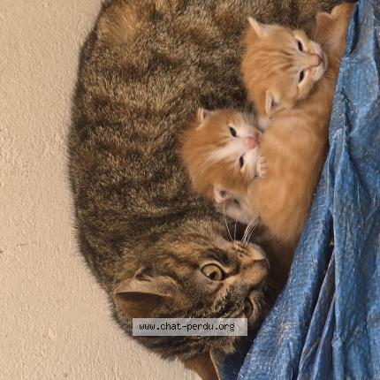 Photo 1/1 Chat trouvé Trouvé à Bondy