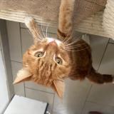 Photo de chat trouvé à Inchy