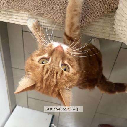 Photo 1/1 Chat trouvé Trouvé à Inchy