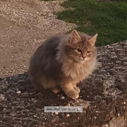 Photo 1/1 Chat trouvé Trouvé à Saint clement