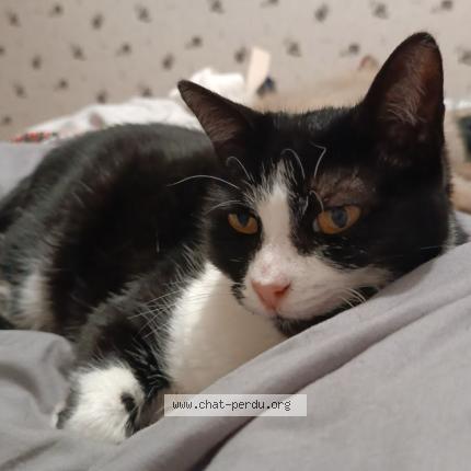 Photo 1/1 Iris Chat perdu à Hyeres