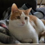 Photo de chat perdu à Guatenala