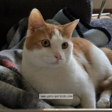 Photo 1/1 Ikki Chat perdu à Guatenala