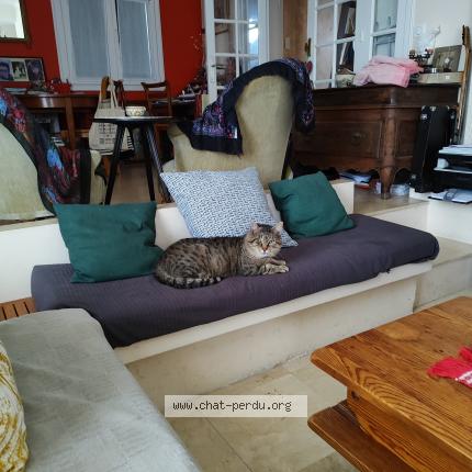 Photo 1/1 Cachou Chat perdu à Pessac