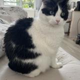 Photo de chat perdu à Buchelay