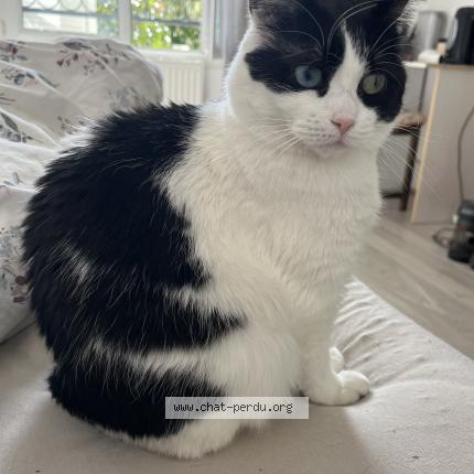 Photo 1/1 Agathe Chat perdu à Buchelay