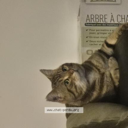 Photo 1/1 Mystie Chat perdu à Toulouse