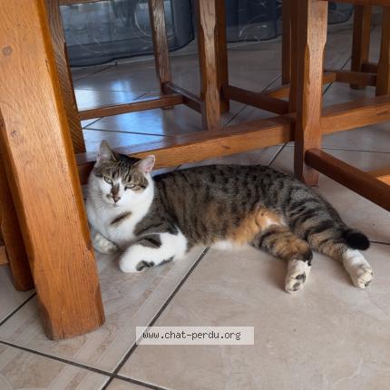 Photo 1/1 Tacos Chat perdu à Optevoz