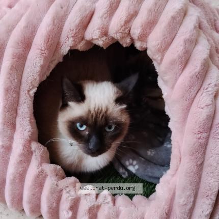 Photo 1/1 Bulma Chat perdu à Marseille