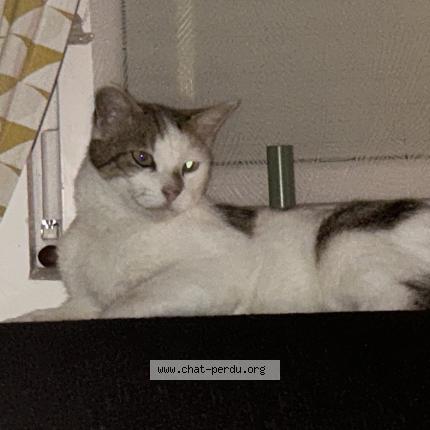 Photo 1/1 Caramel Chat perdu à Louvroil