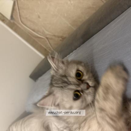 Photo 1/1 Micha Chat perdu à Bretigny sur orge