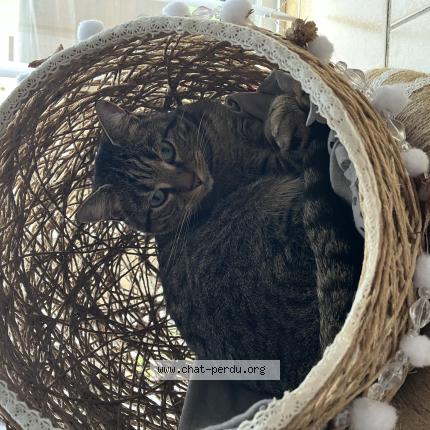 Photo 1/1 Chippie Chat perdu à Perpignan