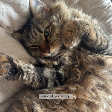 Photo 1/1 Roméo Chat perdu à Fonsorbes