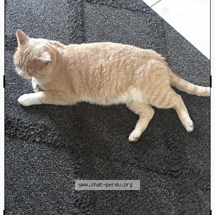 Photo 1/1 Pilou Chat perdu à Bonson