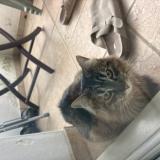 Photo de chat trouvé à Bassussary