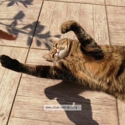 Photo 1/1 Kumquat Chat perdu à Saint denis en bugey