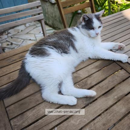 Photo 1/1 PITO Chat perdu à Montricoux