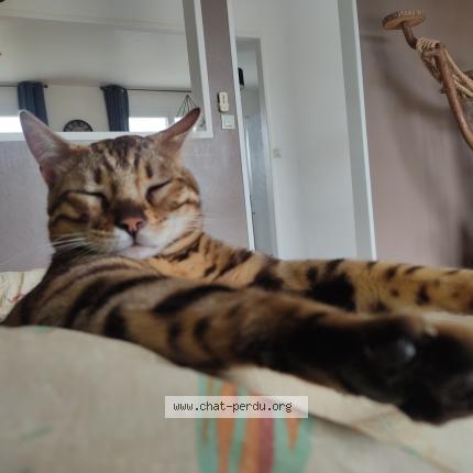 Photo 1/1 Yuki Chat perdu à Plouigneau