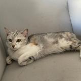 Photo de chat trouvé à Tremblay En France