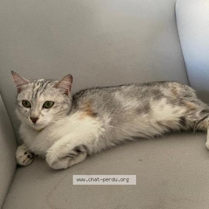Photo 1/1 Chat trouvé Trouvé à Tremblay en france