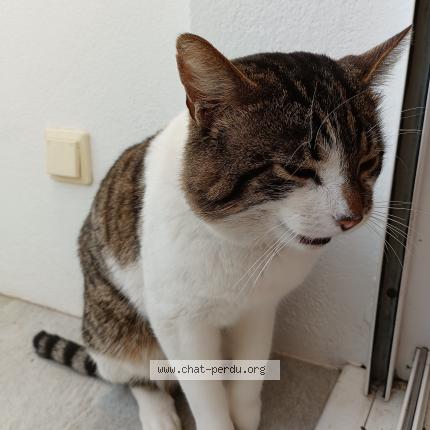 Photo 1/1 Chat trouvé Trouvé à Givrand