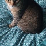 Photo de chat perdu à Grenade Sur L Adour