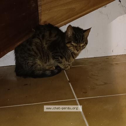 Photo 1/1 Chat trouvé Trouvé à Aubignosc