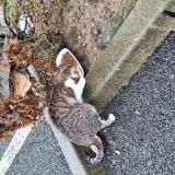 Photo de chat trouvé à Saint Pierre Du Perray