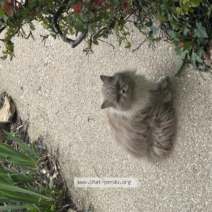 Photo 1/1 Chat trouvé Trouvé à Andilly