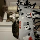 Photo de chat perdu à Addison