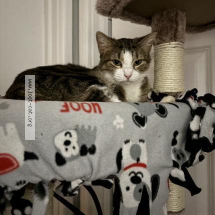 Photo 1/1 Kali Chat perdu à Addison