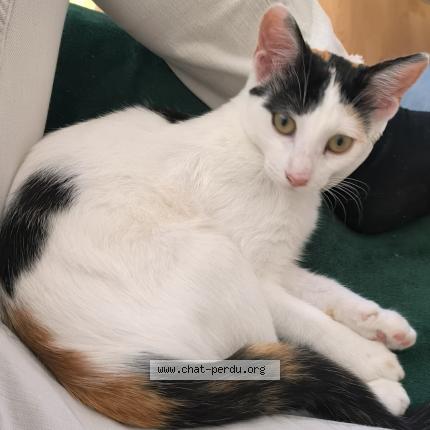 Photo 1/1 Mao Chat perdu à Lanester